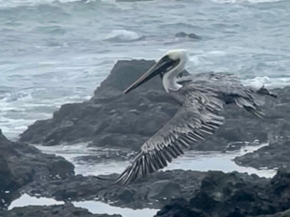 Pelican Shelter Cove, CA
