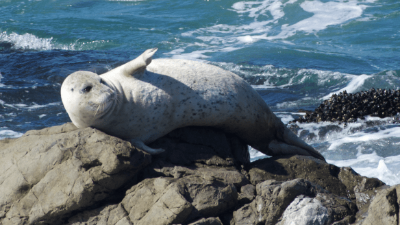 Shelter Cove Seal Rock Harbor Seal